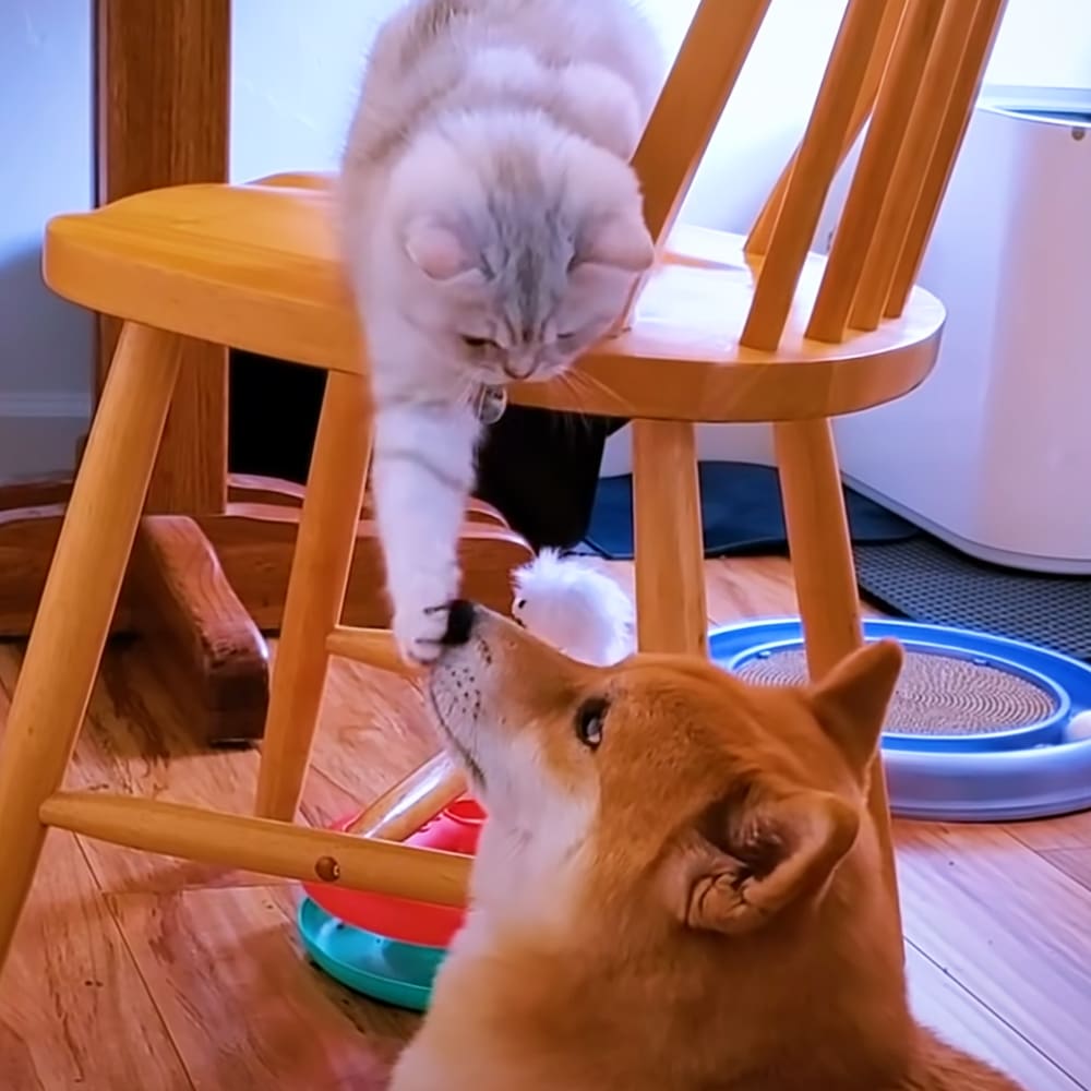 A white and gray cat with black markings on its tail shares the space with a brown Shiba Inu dog in an indoor home setting, surrounded by furniture and decor.