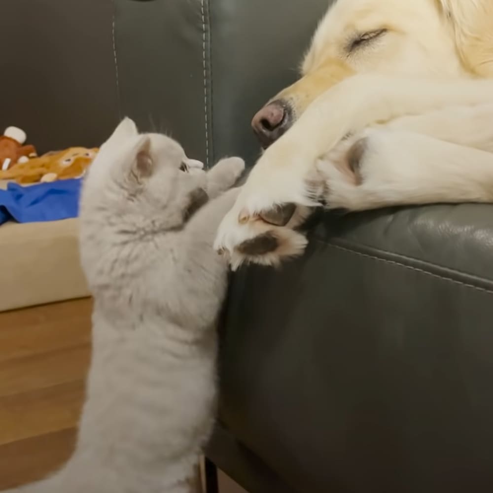 A kitten with a gray coat interacts playfully with a golden retriever on a dark leather sofa in an indoor home setting.