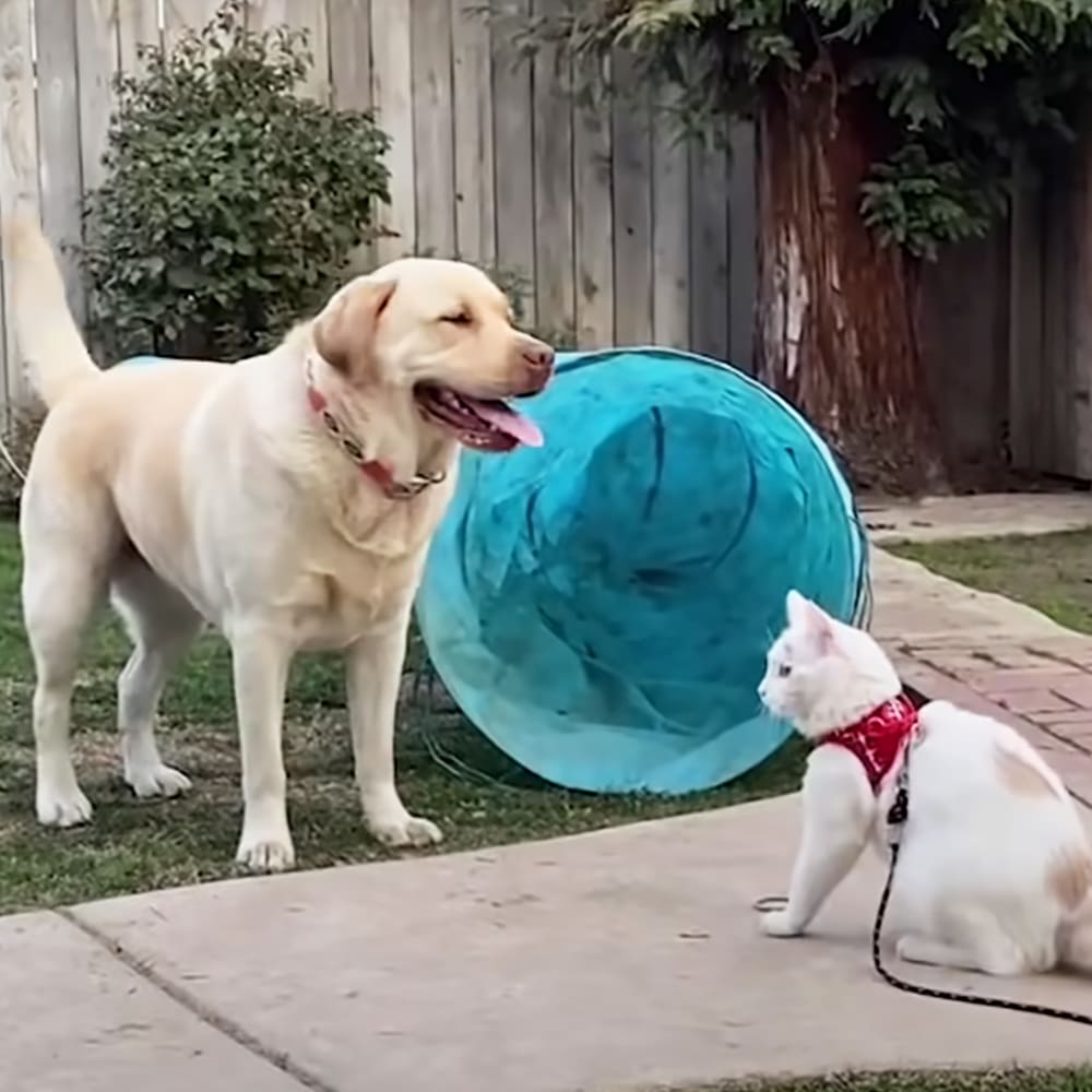 A light-colored Labrador Retriever with a collar stands near a blue plastic tunnel, while a white cat wearing a red bandana sits on a paved surface in an outdoor backyard setting.