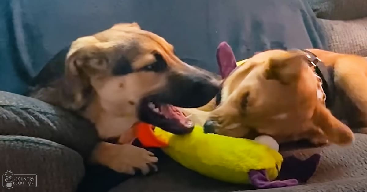 Two golden retriever dogs playing with a yellow rubber duck toy indoors, likely in a living room setting during daytime with natural light and blue curtains.