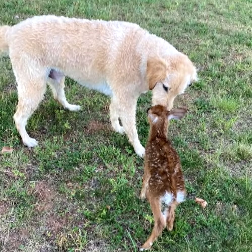 A golden retriever puppy interacting with a fawn in an outdoor grassy area at dusk.
