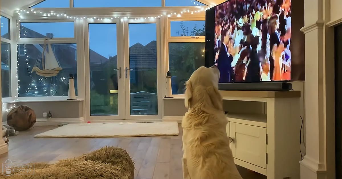 A golden retriever in an indoor living room setting with hardwood floors, string lights around the windows, and a decorative sailboat hanging near the window.