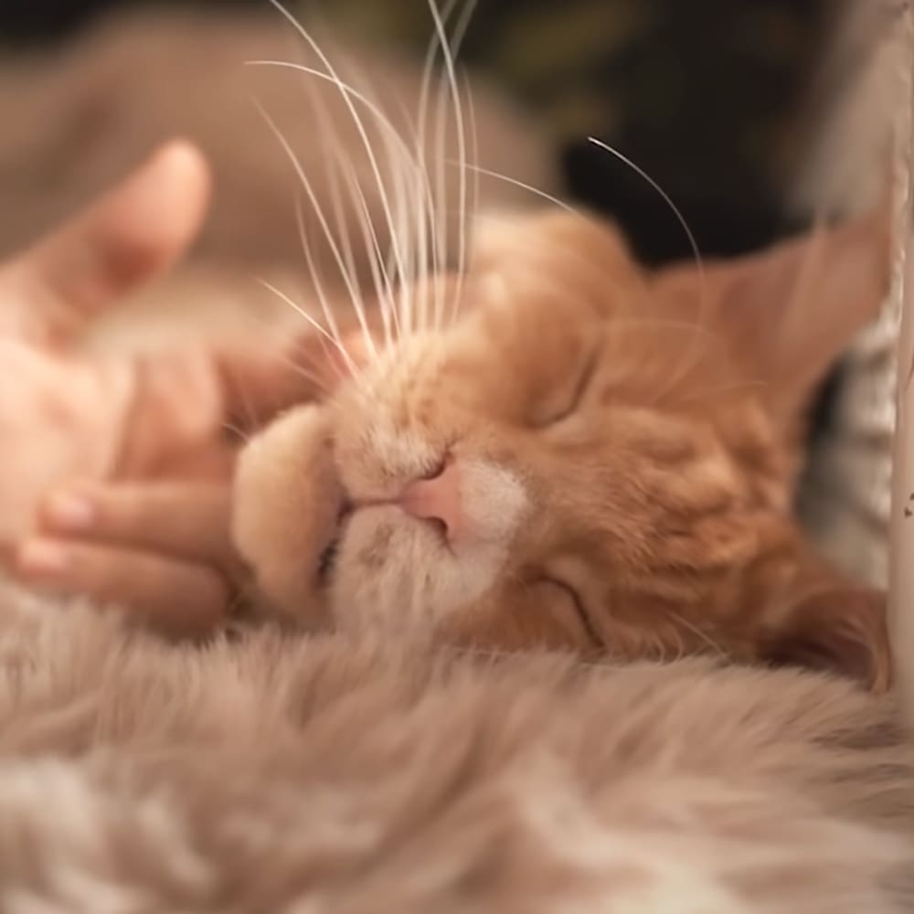 An adult orange tabby cat sleeping indoors in a cozy setting with soft lighting.