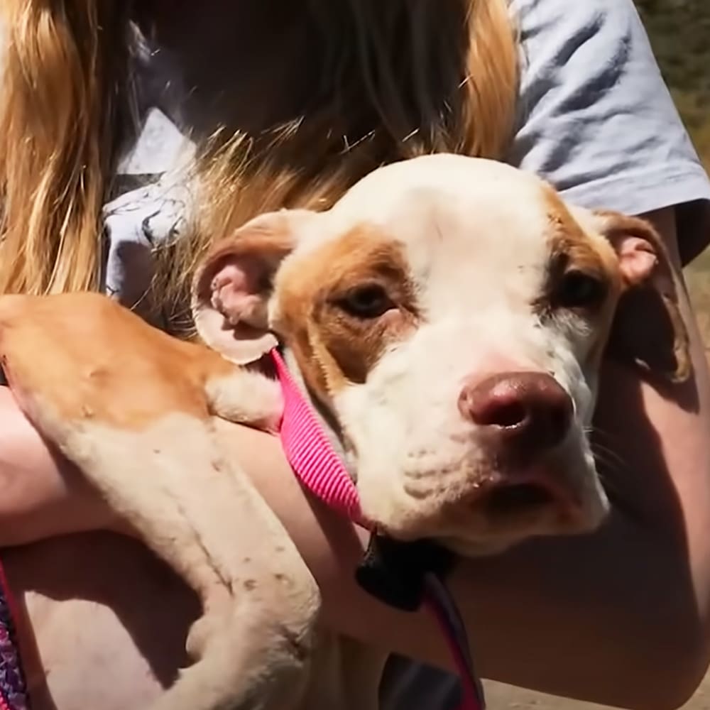 An adult female wearing a gray t-shirt with white and black design, interacting with an American Bulldog or similar breed dog in a daytime outdoor setting.