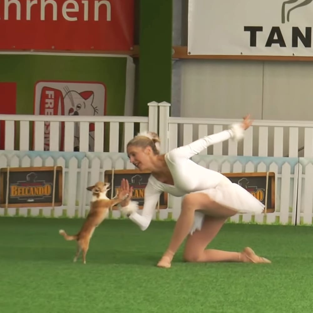 A young adult female in a white leotard performs with her small brown Chihuahua puppy adorned with white patches, set against banners and an indoor arena backdrop.