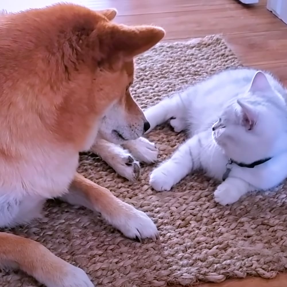 An adult Shiba Inu with orange and white fur resting alongside an adult white cat on a wooden floor, possibly a British Shorthair or similar breed, wearing a black collar. The setting is indoors, likely during daytime.