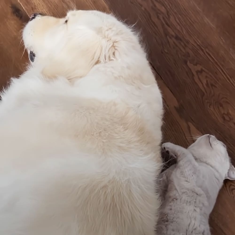 A large, fluffy white adult breed dog lying down indoors with natural lighting.