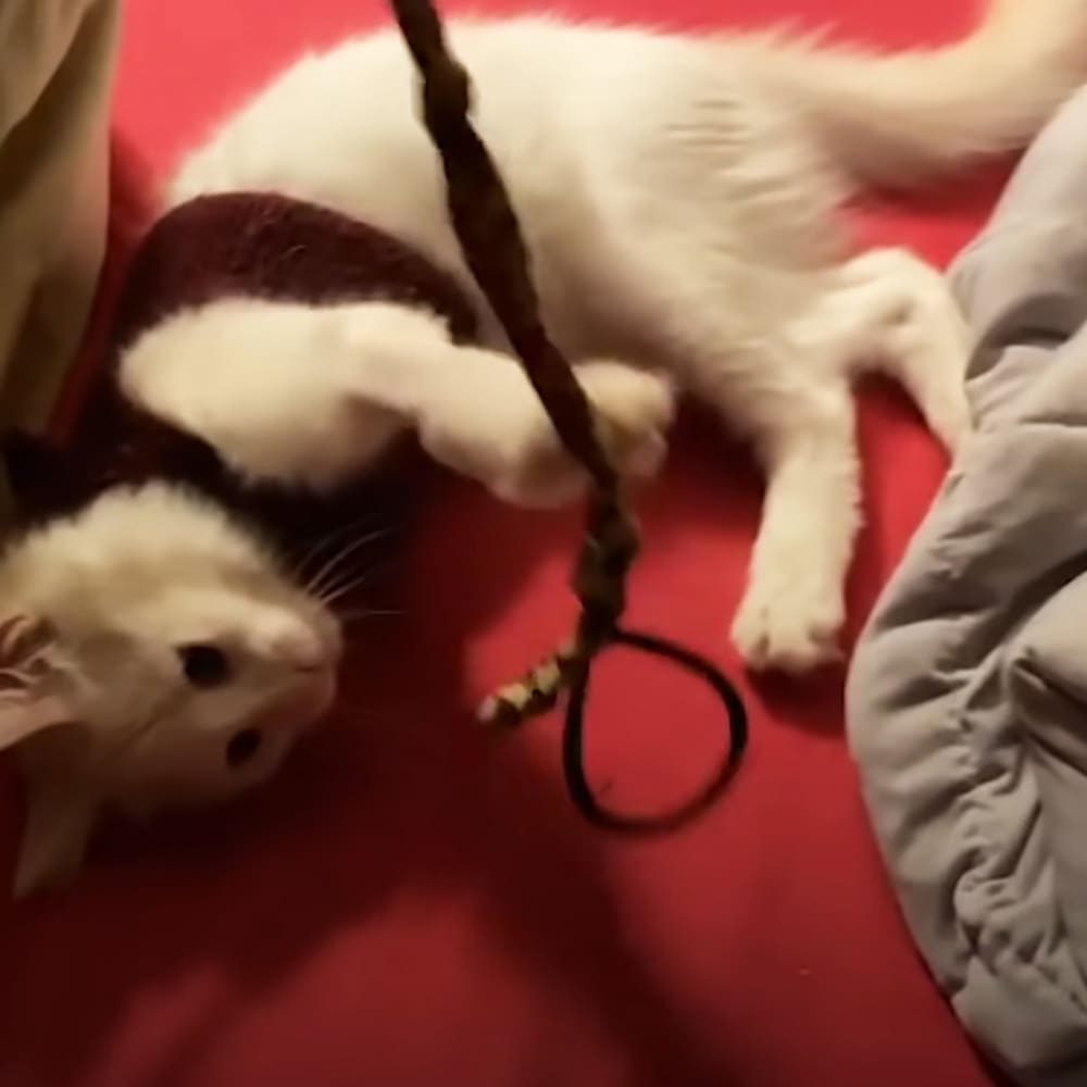 A white kitten with dark markings interacts playfully with a black string toy on a red surface indoors.