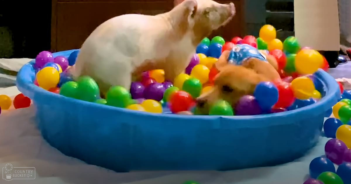 A white piglet amidst colorful plastic balls in an indoor play area with a blue inflatable pool.