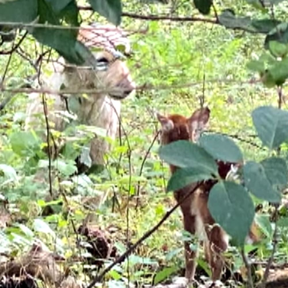 A white-tailed deer with a juvenile fawn in a dense forest, likely spring or summer day under natural daylight.