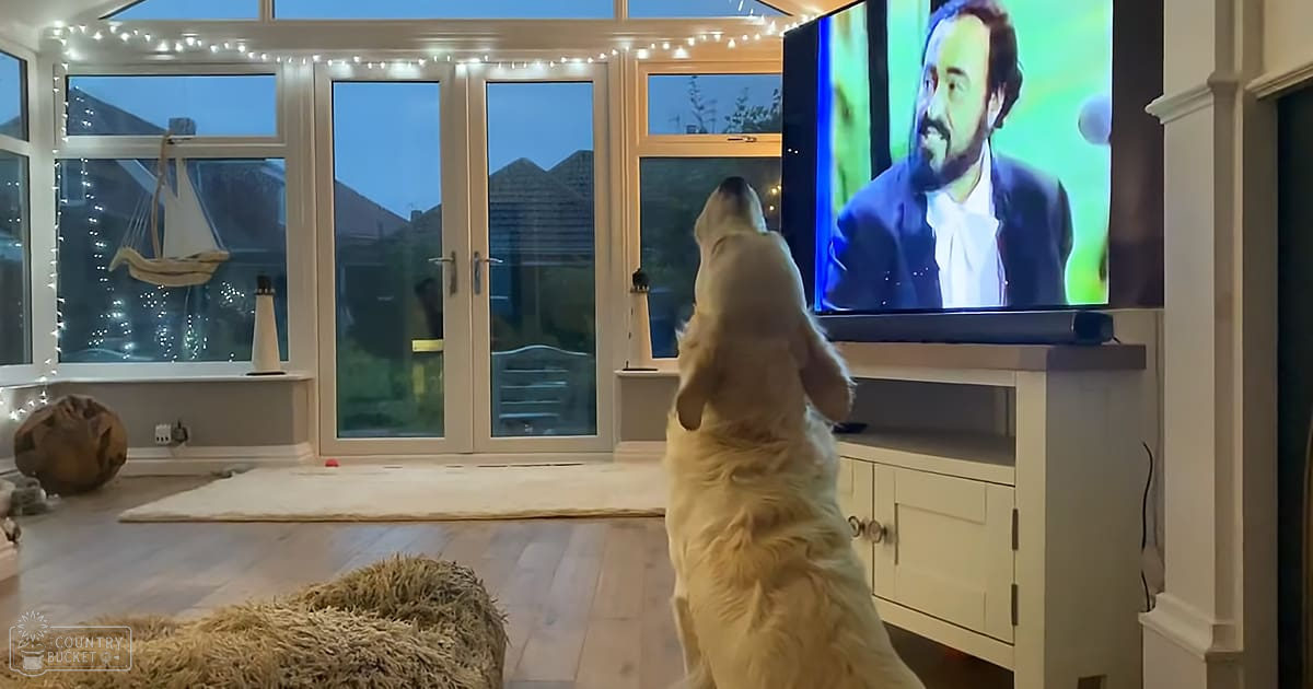 A golden retriever watching television in a cozy living room with string lights, suggesting it is evening or nighttime.