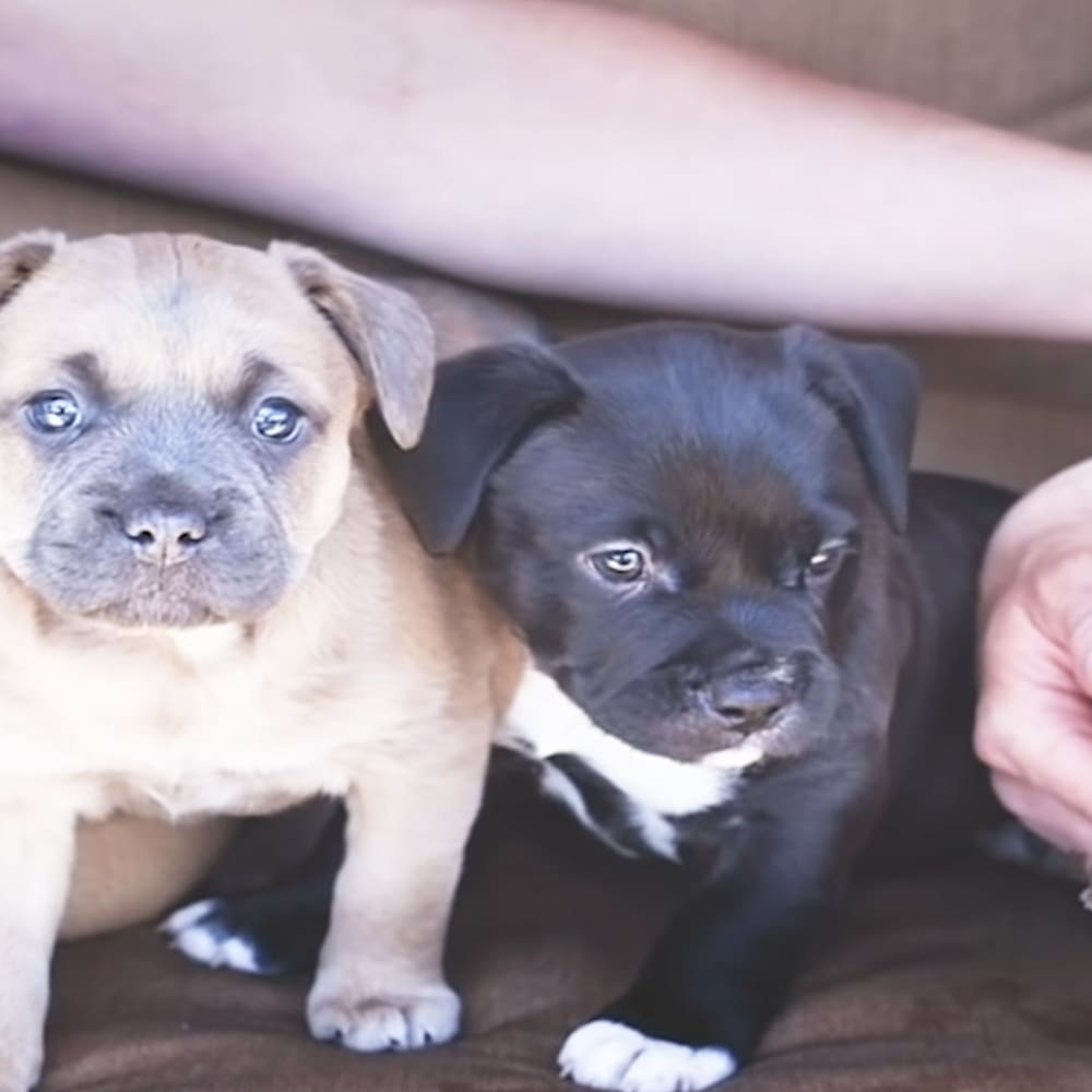 Two young Boxer puppies with light tan and dark brown markings, black with white chest, indoors on a neutral-colored couch.