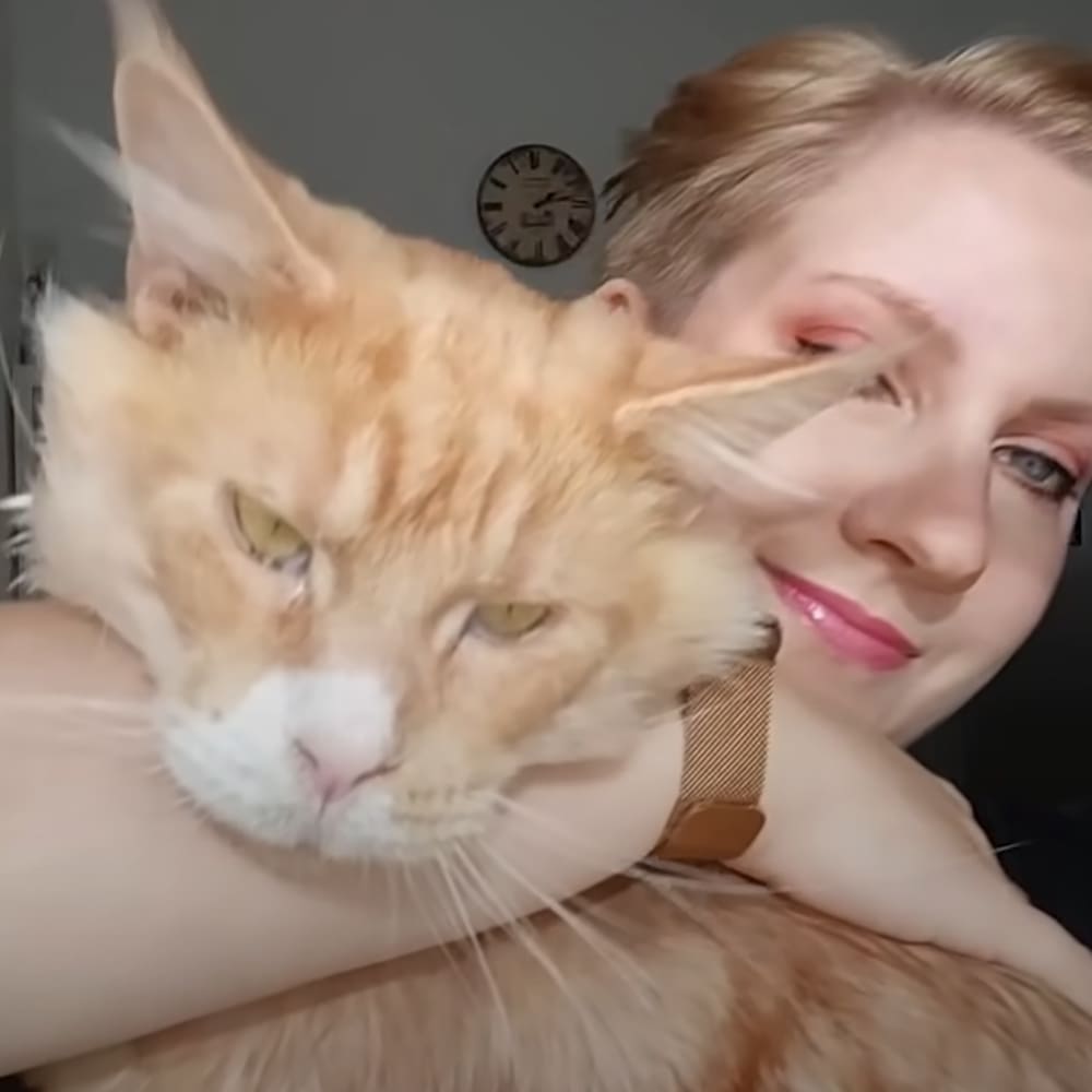 An orange tabby cat with white patches, a Maine Coon breed, in an indoor setting with natural light and furniture visible.