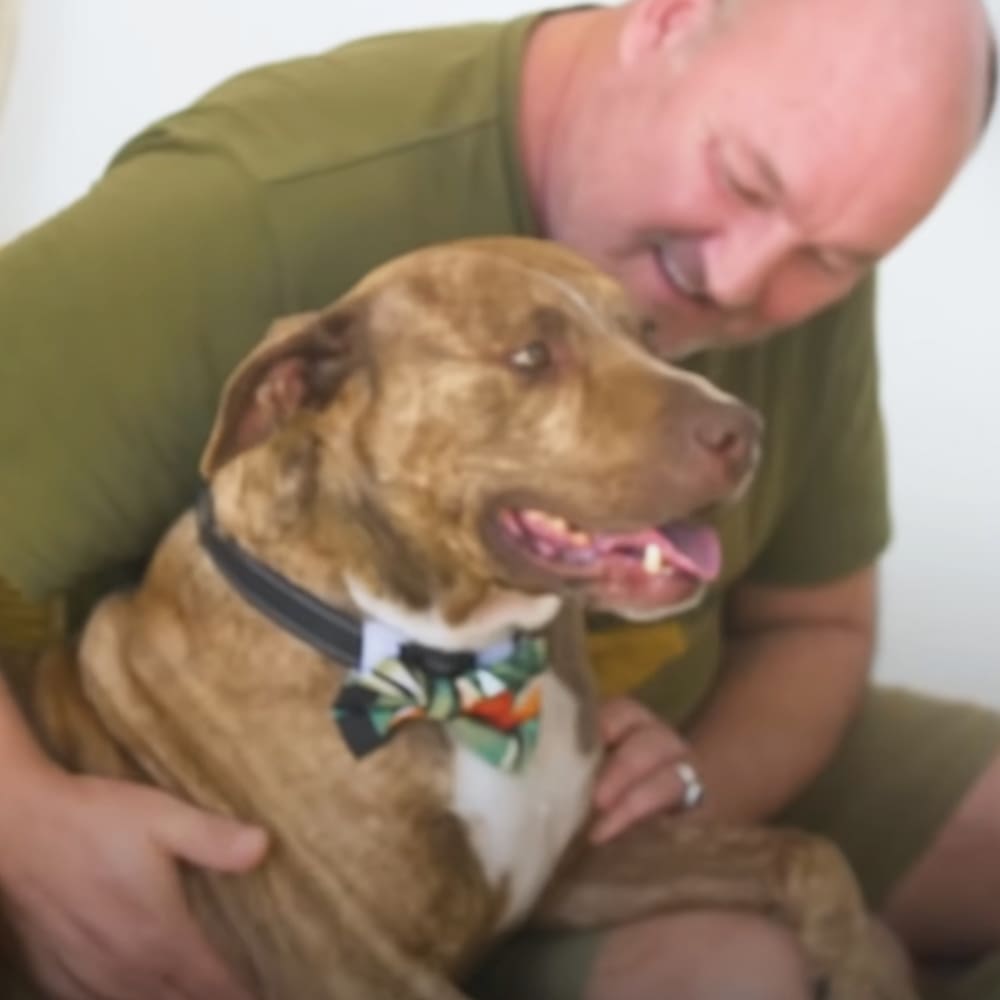 An adult male holding a brown and white American Pit Bull Terrier mix dog with natural light in an indoor setting.
