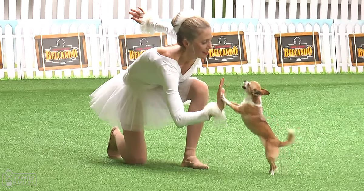 A ballet dancer in a white tutu interacting with a small brown-and-white dog on artificial turf, near a white picket fence with 'BELCANDO' signs visible.