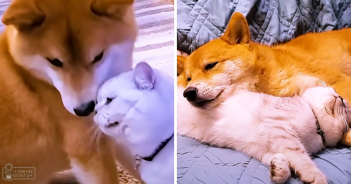 A Shiba Inu dog interacting with a fluffy white cat on an outdoor paved surface during spring or summer with bright sunlight.