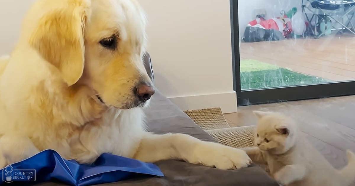 A golden retriever puppy with light yellow fur resting on a gray cushion in an indoor home setting, near a beige scratching post and glass door leading to outdoor items.