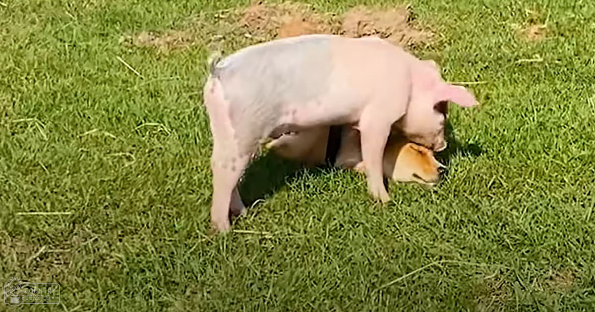 A pig with pink skin and dark spots in a grassy outdoor setting, suggesting spring or summer due to lush greenery and natural daylight.