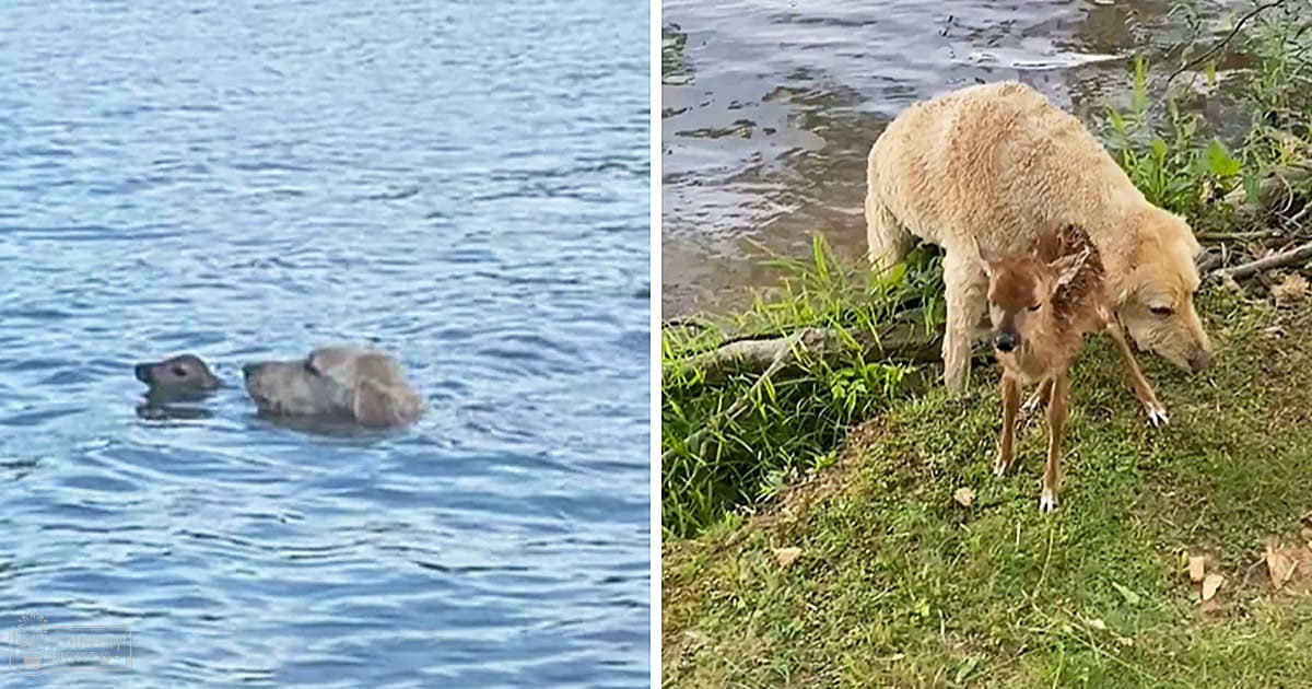 A medium-sized light brown dog and a tan-colored calf near water in an outdoor natural setting with grassy areas, possibly during spring or summer.