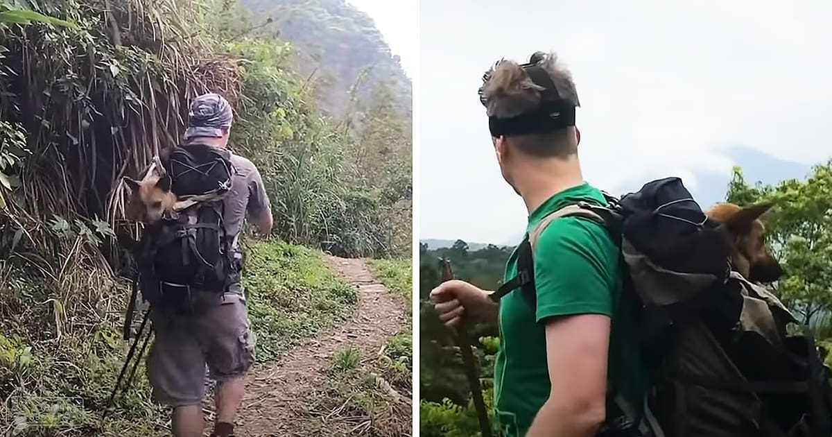 A hiker with a medium-sized shepherd dog in a mountainous area, overcast day, lush greenery.