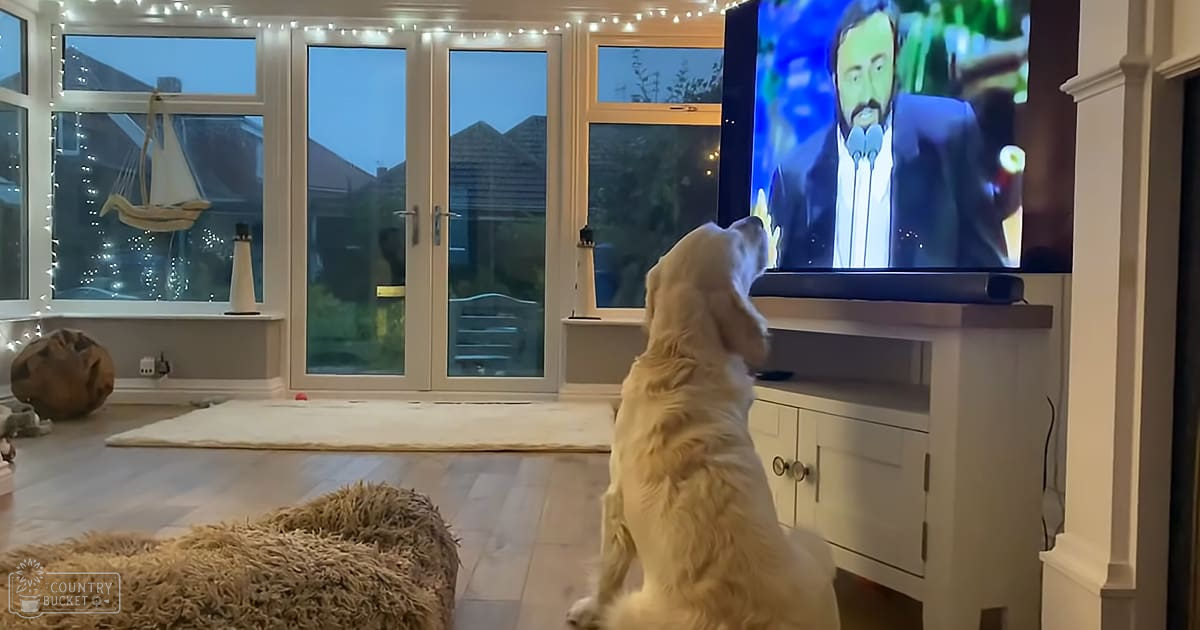 A golden retriever with a light tan coat and white markings watches television in a cozy living room adorned with string lights, a decorative sailboat, and seasonal decor. The setting suggests an evening scene with large windows overlooking houses across the street.