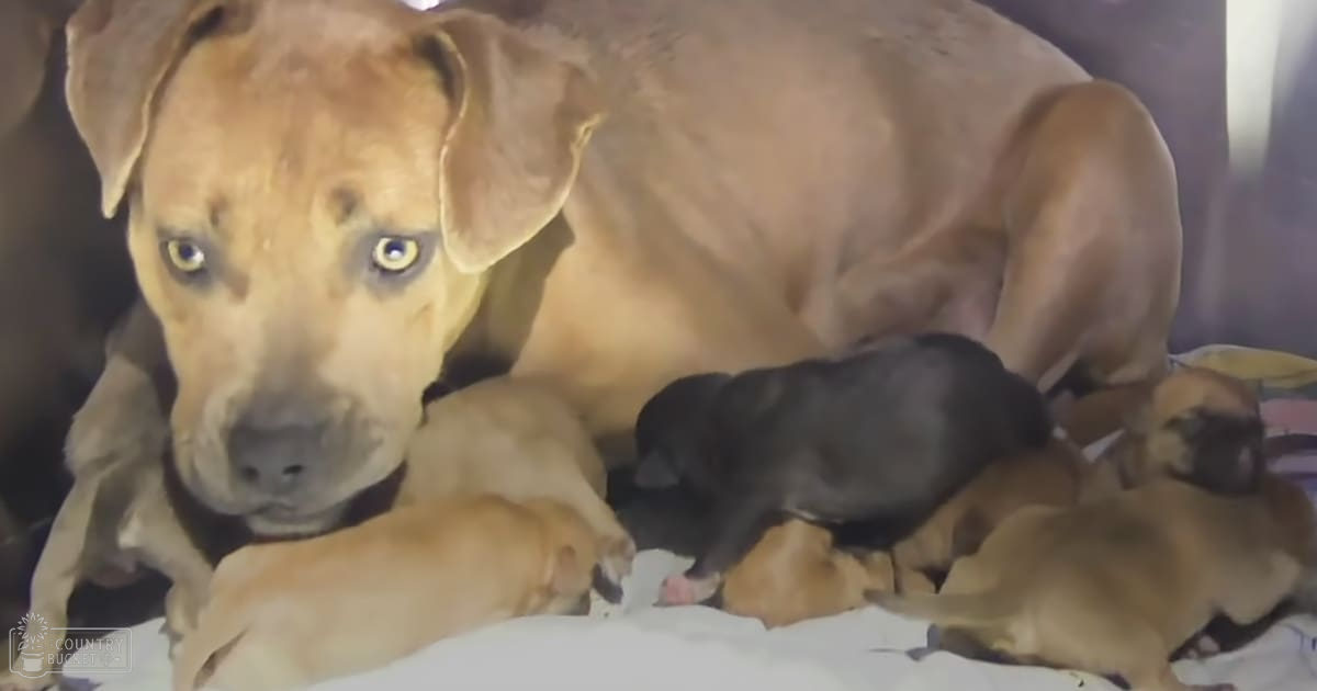 A large adult dog with light brown fur nursing several puppies on a bed or blanket indoors during daytime.