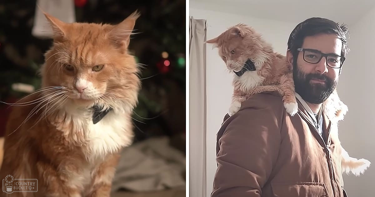 An adult male cat with orange fur and white patches, possibly a Maine Coon breed, wearing a small black bow tie indoors near a Christmas tree during winter.