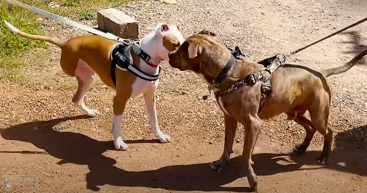 Two adult dogs interacting in an outdoor setting with earthy tones and daylight casting shadows.