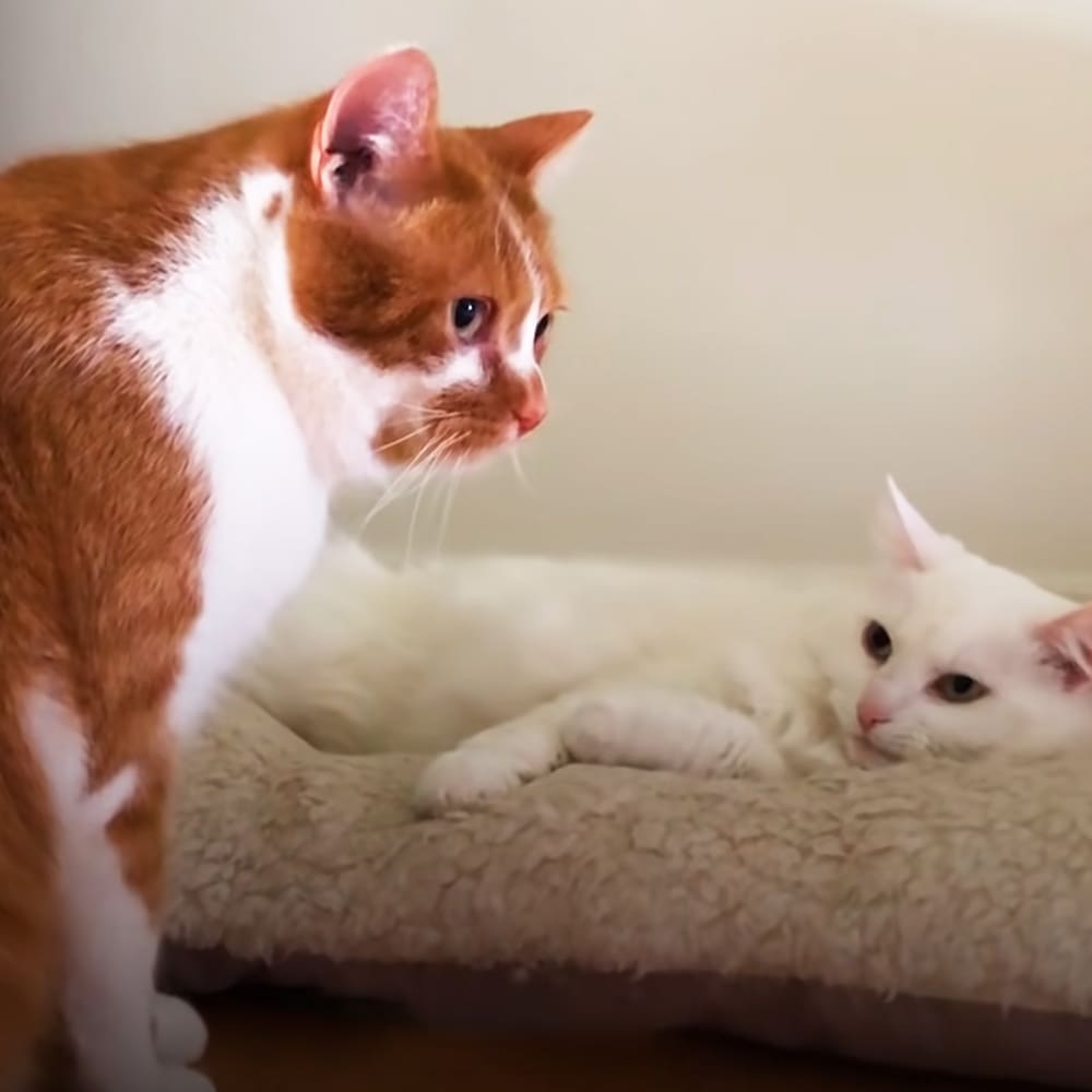 A ginger tabby cat with white markings and an adult white cat in an indoor setting, likely a simple home environment.