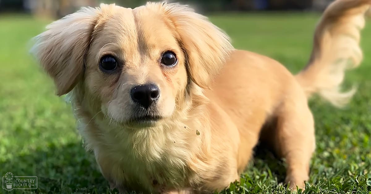 A small, light brown puppy with floppy ears and a fluffy coat stands on green grass in an outdoor park or garden setting.
