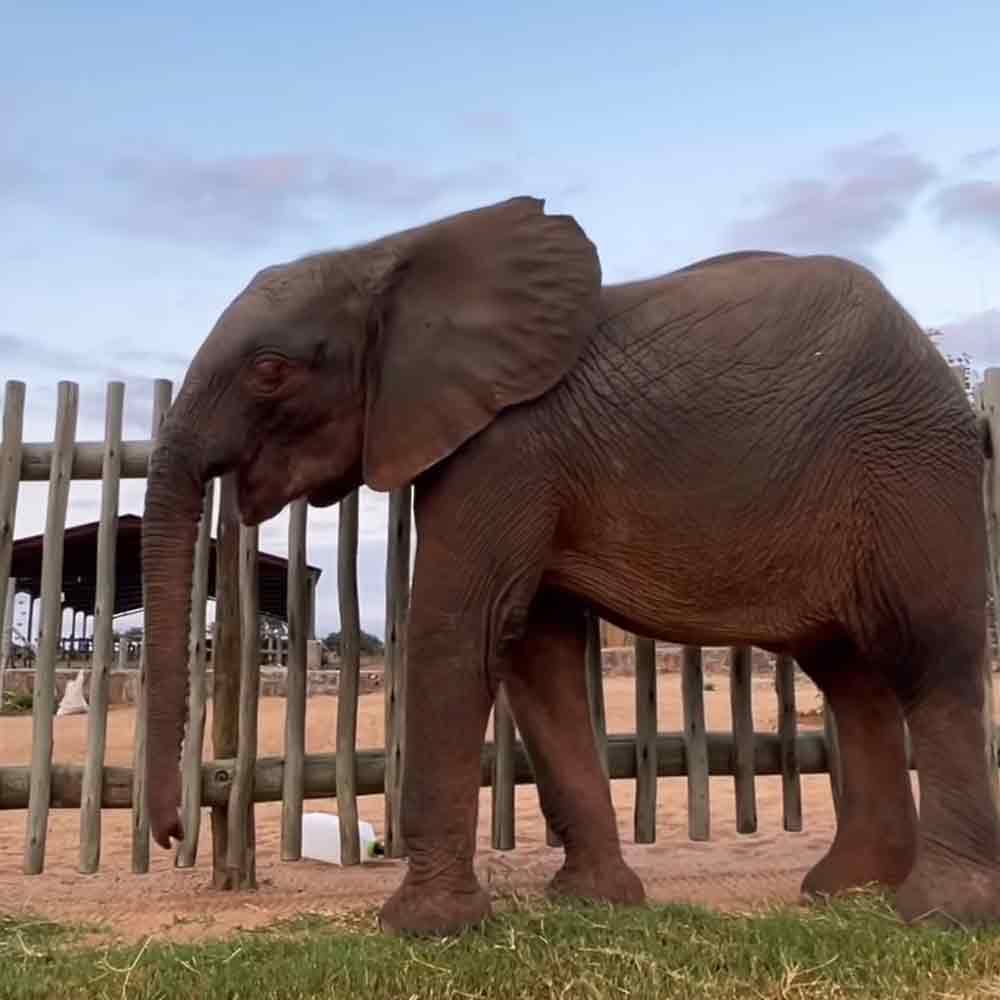 An African elephant in a zoo or wildlife sanctuary enclosure with sandy ground and scattered clouds during daytime.