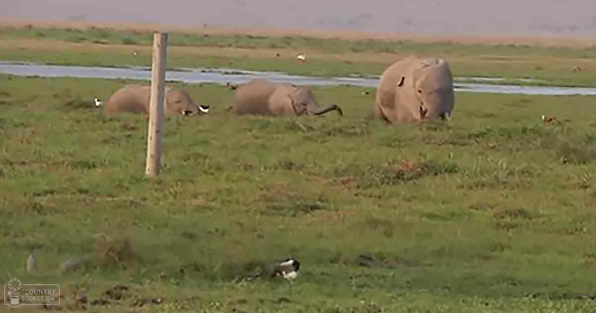 Three adult elephants lying down on a grassy field with some water visible in the background.