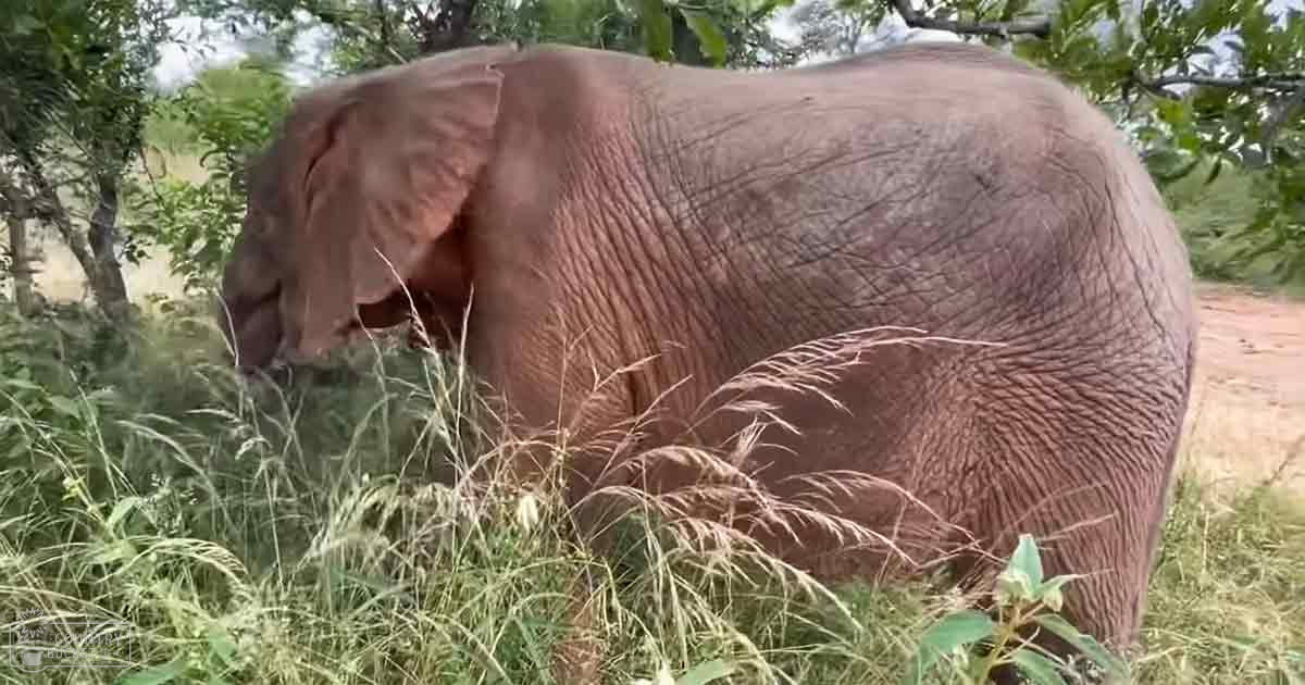 An adult-sized elephant with a brownish-gray coat stands amidst a natural environment filled with trees and grass, suggesting a savanna or forested area during daytime.