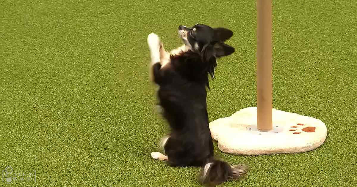 An adult Border Collie with black fur and white markings on its chest and paws stands outdoors on artificial turf grass, with a wooden pole nearby.