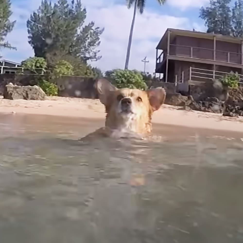A Corgi mix dog swimming in clear beach water, sandy shores, trees, a house or cabin, palm tree; bright summer day with blue skies and green foliage.