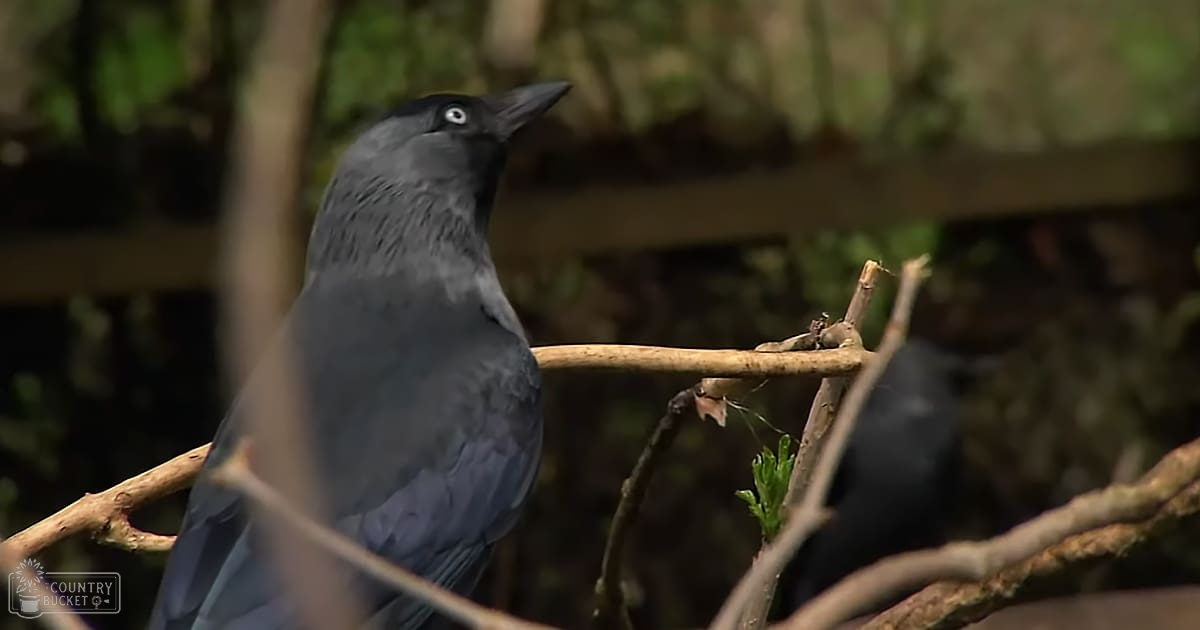 An adult crow with dark gray plumage stands amidst tree branches, surrounded by dense greenery under soft daylight.