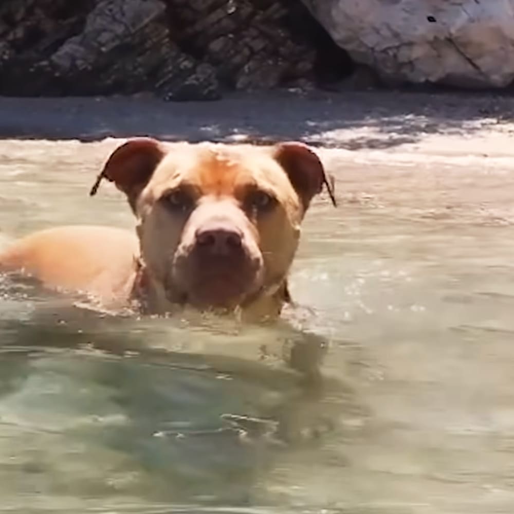 A light brown, floppy-eared medium-sized dog on a rocky beach during daytime with bright summer or spring conditions.
