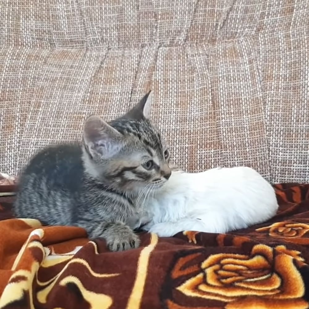 Kitten and little rescue puppy
