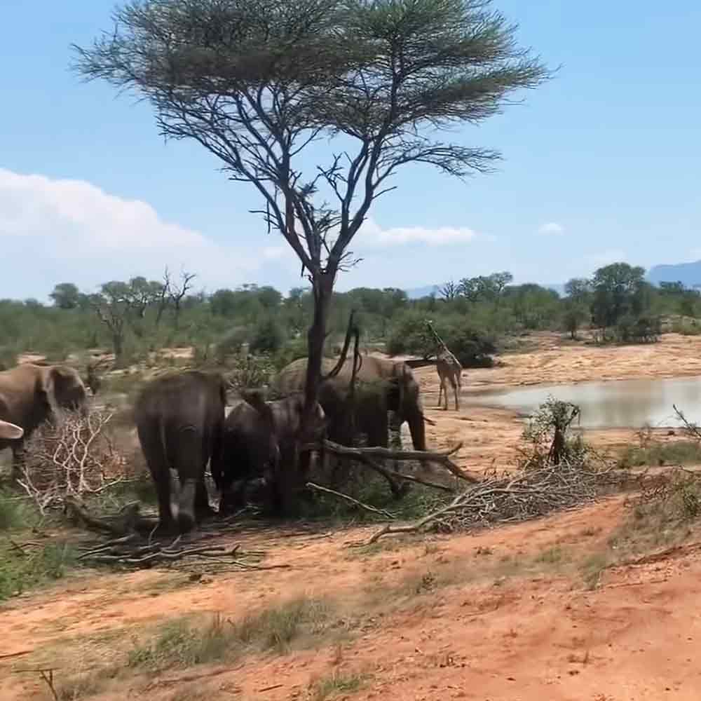A group of elephants in a savanna setting with sparse vegetation and scattered trees; a single giraffe is partially obscured by trees.