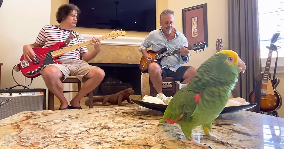 A parrot with yellow head markings and red tail feathers stands in a living room, surrounded by musical instruments and ambient evening lighting.
