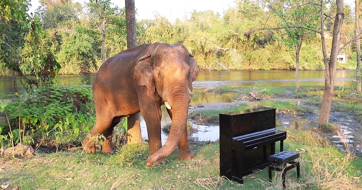 An adult Asian elephant near a river with trees and grassy areas in natural light.