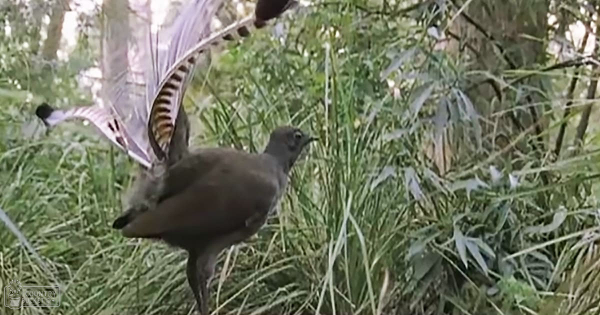 An adult lyrebird with distinctive tail feathers among tall grasses in a natural outdoor setting, late afternoon light