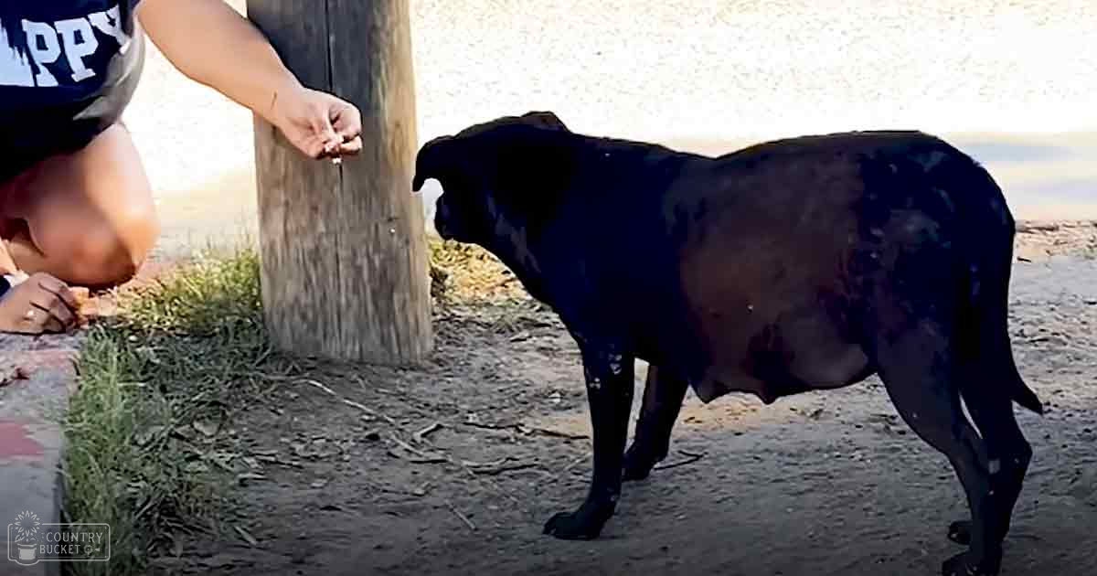 A young adult male wearing a dark 'HAPPY' T-shirt stands outdoors near a dog resembling a Mastiff breed in an open, rural area with dirt and sparse grass. A wooden post is visible in the background.