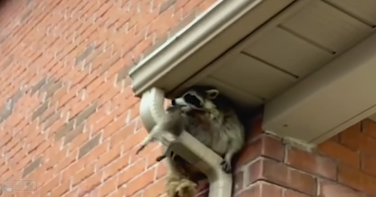 A raccoon with dark fur and a white stripe on its face stands outside near a brick building in an urban environment, bathed in natural daylight during what appears to be spring or summer.