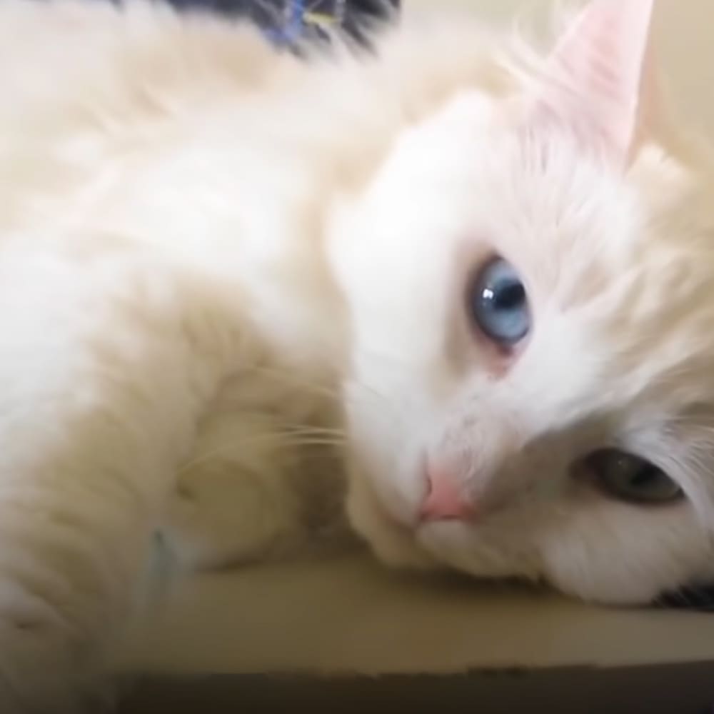 A white adult cat with blue eyes, indoors with soft natural lighting.