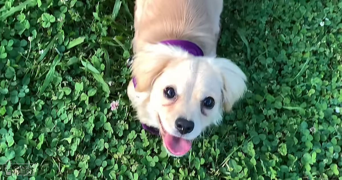 A golden retriever puppy wearing a purple collar in an outdoor grassy area with soft late afternoon or early evening lighting.