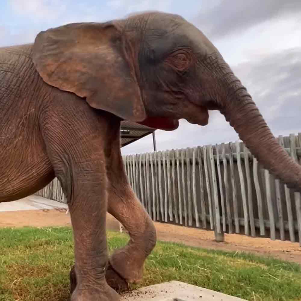 An African elephant in a zoo or wildlife sanctuary, with grayish-brown coat and large ears visible. Outdoor setting includes grassy areas, dirt paths, wooden fence, partly cloudy sky.