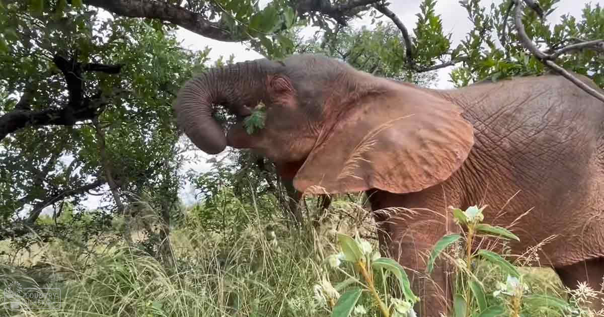An African elephant in a lush, green natural setting with trees and grassy areas under midday daylight.