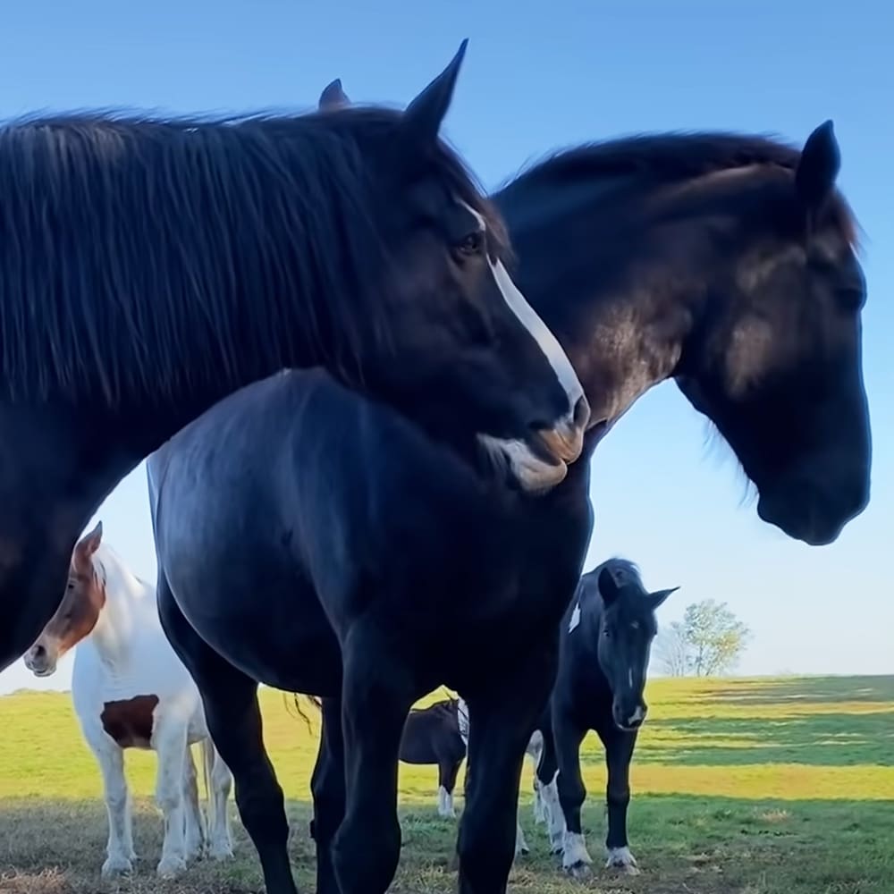 A herd of Thoroughbred horses with varied coat colors grazes on a lush green field under a clear blue sky, surrounded by distant trees and hills in spring or summer light.