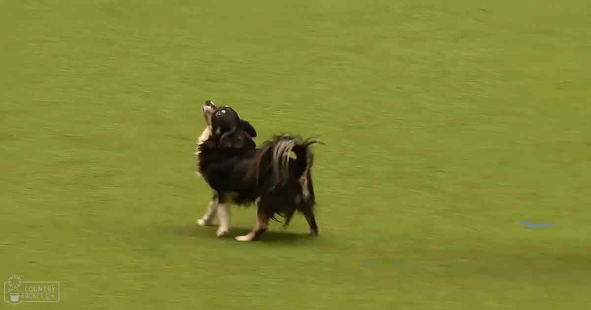 A small black and white Chihuahua or similar breed dog stands on a grassy field under soft, late afternoon light.